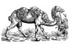 Camel. /Nwoodcut From Konrad Von Gesner'S 'Icones Animalium,' Zurich, 1560. Poster Print by Granger Collection - Item # VARGRC0082377