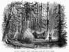Canada: Forest. /Nnative American Village In A Canadian Forest. Wood Engraving, 19Th Century. Poster Print by Granger Collection - Item # VARGRC0042782