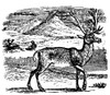 Reindeer/Caribou. /Neurasian Reindeer/North American Caribou. Wood Engraving, 19Th Century. Poster Print by Granger Collection - Item # VARGRC0034295