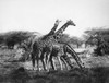 Giraffe. /Nphotographed 20Th Century. Poster Print by Granger Collection - Item # VARGRC0101069