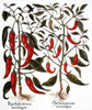 Red Pepper Plants, 1613. /N(Piper Sp.) In Fruit And In Flower: Engraving For Basilius Besler'S "Florilegium," Published In Nuremberg In 1613. Poster Print by Granger Collection - Item # VARGRC0007722 Red Pepper Plants, 1613. /N(Piper Sp.) In Fruit And In Flower: Engraving For Basilius Besler'S "Florilegium," Published In Nuremberg In 1613. Poster Print by Granger Collection - Item # VARGRC0007722
