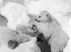 Polar Bear Cubs. /Nphotographed 20Th Century. Poster Print by Granger Collection - Item # VARGRC0100619