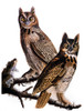 Audubon: Owl. /Ngreat Horned Owl (Bubo Virginianus), After John Audubon For His 'Birds Of America,' 1827-1838. Poster Print by Granger Collection - Item # VARGRC0007740