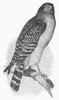 Red-Shouldered Hawk, 1890. /Nline Engraving, 1890. Poster Print by Granger Collection - Item # VARGRC0100415