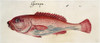Grouper, 1585. /Nepinephelus Adscensionis: Watercolor, C1585, By John White. Poster Print by Granger Collection - Item # VARGRC0043729