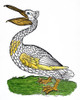 Pelican, 1560. /Nwoodcut From Konrad Von Gesner'S 'Icones Avium Omnium,' Zurich, Switzerland, 1560. Poster Print by Granger Collection - Item # VARGRC0034308