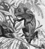 Chameleons. /Nline Engraving, American, 1875. Poster Print by Granger Collection - Item # VARGRC0081961