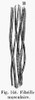 Human Muscular Fiber. /Nline Engraving, French, /N19Th Century. Poster Print by Granger Collection - Item # VARGRC0077006