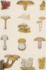 Edible American Mushrooms Poster Print by Science Source - Item # VARSCIBW7105