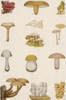 Edible American Mushrooms Poster Print by Science Source
