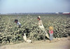 Mississippi: Labor, 1940. /Ncotton Picking In The Vicinity Of Clarksdale, Mississippi. Photograph By Marion Post Wolcott, November 1940. Poster Print by Granger Collection - Item # VARGRC0621107