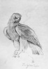 Blackburn: Birds, 1895. /N'Golden Eagle.' Illustration By Jemima Blackburn, 1895. Poster Print by Granger Collection - Item # VARGRC0525911