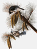 Audubon: Titmouse. /Ntufted Titmouse (Parus Bicolor), From John James Audubon'S 'The Birds Of America,' 1827-1838. Poster Print by Granger Collection - Item # VARGRC0007615