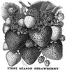 Botany: Strawberry Bush. /N'First Season Strawberry.'/Namerican Wood Engraving, 19Th Century. Poster Print by Granger Collection - Item # VARGRC0076396