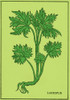 Larkspur, Alchemy Plant Poster Print by Science Source