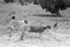 New Mexico: Children, 1940. /Nchildren Playing With Goats In Pie Town, New Mexico. Photograph By Russell Lee, 1940. Poster Print by Granger Collection - Item # VARGRC0351990