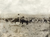 Texas: Cowboy, C1908. /Na Cowboy On Horseback Separating A Cow From The Rest Of The Herd On The Ls Ranch In Texas. Photograph By Erwin Evans Smith, C1908. Poster Print by Granger Collection - Item # VARGRC0124959