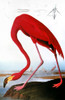 Audubon: Flamingo. /Namerican Flamingo (Phoenicopterus Ruber). Colored Engraving From John James Audubon'S 'Birds Of America,' 1827-38. Poster Print by Granger Collection - Item # VARGRC0011309