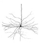 Pyramidal Cell in Cerebral Cortex, Cajal Poster Print by Science Source - Item # VARSCIJB6373