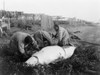 Alaska: Whaling, C1929. /Ninuit Women Cutting Into A Recently Caught Whale, Kotzebue Sound, Alaska. Photographed By Edward Curtis, C1929. Poster Print by Granger Collection - Item # VARGRC0109864