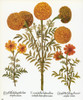 Marigolds, 1613. /Nmultiflorous Aztec Marigold, Or African Marigold, With French Marigolds On Either Side. Engraving For Basilius Besler'S "Florilegium," Nuremberg, 1613. Poster Print by Granger Collection - Item # VARGRC0068378