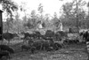 Shelling Peanuts, 1935. /Nfamily Of Migrant Workers Shelling Peanuts On Wolf Creek Farms, Georgia. Photograph By Arthur Rothstein, August 1935. Poster Print by Granger Collection - Item # VARGRC0120953