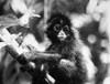 Spider Monkey. /Nphotographed 20Th Century. Poster Print by Granger Collection - Item # VARGRC0101816