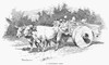 Remington: California Cart. /Na Bullock-Cart In California In The Early 19Th Century. Drawing By Frederic Remington. Poster Print by Granger Collection - Item # VARGRC0060556