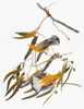 Audubon: Warbler. /Nprothonotary Warbler (Protonotaria Citrea), From John James Audubon'S 'The Birds Of America,' 1827-1838. Poster Print by Granger Collection - Item # VARGRC0007635
