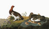 Audubon: Ptarmigan. /Nwillow Ptarmigan, Or Willow Grouse (Lagopus Lagopus). Engraving After John James Audubon For His 'Birds Of America,' 1827-38. Poster Print by Granger Collection - Item # VARGRC0325715