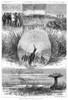 Snipe Hunting, 1880. /N'What Has Become Of The Snipe?' Scenes Of Snipe And Snipe Hunters, Engraving, American, 1880. Poster Print by Granger Collection - Item # VARGRC0264531