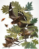 Audubon: Nighthawk. /Ncommon Nighthawk (Chordeiles Minor), From John James Audubon'S 'Birds Of America,' 1827-1838. Poster Print by Granger Collection - Item # VARGRC0027437