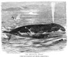 Greenland Whale. /Nline Engraving, 19Th Century. Poster Print by Granger Collection - Item # VARGRC0018333