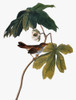Audubon: Sparrow. /Nswamp Sparrow (Melospiza Georgiana), After John James Audubon For His 'Birds Of America,' 1827-1838. Poster Print by Granger Collection - Item # VARGRC0007598