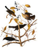 Audubon: Blackbird. /Nrusty Blackbird (Ephagus Carolinus), After John James Audubon For His 'Birds Of America,' 1827-38. Poster Print by Granger Collection - Item # VARGRC0007572