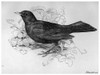 Blackburn: Birds, 1895. /N'Blackbird.' Illustration By Jemima Blackburn, 1895. Poster Print by Granger Collection - Item # VARGRC0525930