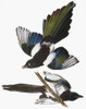 Audubon: Magpie. /Nblack-Billed Magpie (Pica Pica), From John James Audubon'S 'The Birds Of America,' 1827-1838. Poster Print by Granger Collection - Item # VARGRC0027606