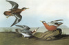 Audubon: Phalarope. /Nred Phalarope (Phalaropus Fulicarius). Engraving After John James Audubon For His 'Birds Of America,' 1827-38. Poster Print by Granger Collection - Item # VARGRC0326801