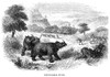 Africa: Rhinoceros Hunt. /Nhunting Rhinoceros In Africa In The Mid-19Th Century. Contemporary Wood Engraving. Poster Print by Granger Collection - Item # VARGRC0079363