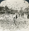 India: Jaipur, C1907. /N'Feeding The Sacred Pigeons In The Streets Of Jaipur, India.' Stereograph, C1907. Poster Print by Granger Collection - Item # VARGRC0323228