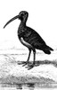 Black-Faced Ibis. Poster Print by Granger Collection - Item # VARGRC0082347