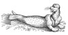 Seal. /Nwoodcut From Konrad Von Gesner'S 'Nomenclator Aquatilium Animantium. Icones Animalium Aquatilium In Mari & Dulcibus Aquis Degentium...,' Zurich, 1560. Poster Print by Granger Collection - Item # VARGRC0082049