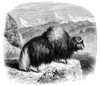 Yak. /Nthe Yak (Bos Grunniens). Line Engraving, English, Late 19Th Century. Poster Print by Granger Collection - Item # VARGRC0034680