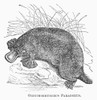 Platypus. /Nduck-Billed Platypus. Line Engraving, 19Th Century. Poster Print by Granger Collection - Item # VARGRC0101957