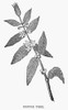Coffee Tree, C1850. /Nbranch Of A Coffee Tree. Wood Engraving, American, C1850. Poster Print by Granger Collection - Item # VARGRC0060781