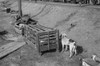 Arkansas: Refugee Camp. /Npoultry Saved From The Flood At The Refugee Camp At Forrest City, Arkansas, After The Ohio River Flood. Photograph By Edwin Locke, February 1937. Poster Print by Granger Collection - Item # VARGRC0325252