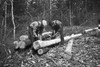 Log Strippers, 1936. /Ntwo Carpenters Stripping Logs For Shelters At Wilson Cedar Forest, Near Lebanon, Tennessee. Photograph By Carl Mydans, March 1936. Poster Print by Granger Collection - Item # VARGRC0120496