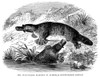 Duck-Billed Platypus./N(Ornithorhynchus Anatinus). Line Engraving, 19Th Century. Poster Print by Granger Collection - Item # VARGRC0079347