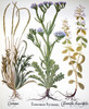 Botany: Sea Lavender. /Nbuckhorn (Left), Sea Lavender (Center), And Small Calamint. Engraving From Basilius Besler'S 'Florilegium,' Published At Nuremberg, Germany, In 1613. Poster Print by Granger Collection - Item # VARGRC0084609