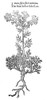 Botany: Small Wild Rue. /Nruta Sylvestris Minima. Woodcut, 1597 From John Gerard'S 'Herball'. Poster Print by Granger Collection - Item # VARGRC0034756